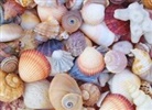 Peter Pauper Press Inc - All the Shells 1000-Piece Jigsaw Puzzle
