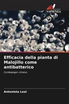Antonieta Leal - Efficacia della pianta di Malojillo come antibatterico
