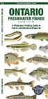 Matthew Morris - Ontario Freshwater Fishes