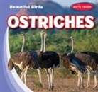 Bray Jacobson - Ostriches