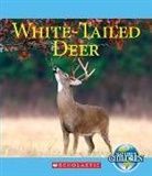 Katie Marsico - White-Tailed Deer