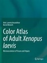 Alois Lametschwandtner, Bernd Minnich - Color Atlas of Adult Xenopus laevis