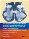Joseph Altman, Altman Joseph, Shirley A. Bayer, Shirley A. Altman Bayer, Bayer Shirley A. - Spinal Cord During Middle Second Trimester Through 4th Postnatal