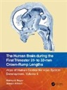 Joseph Altman, Altman Joseph, Shirley A. Bayer, Shirley A. (Indianapolis Bayer, Shirley A. Altman Bayer, Bayer Shirley A. - Human Brain During the First Trimester 31- To 33-Mm Crown-Rump Lengths
