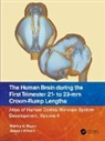Joseph Altman, Altman Joseph, Shirley A. Bayer, Shirley A. Altman Bayer, Bayer Shirley A. - Human Brain During the First Trimester 21- To 23-Mm Crown-Rump Lengths