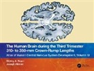 Joseph Altman, Altman Joseph, Shirley A. Bayer, Shirley A. Altman Bayer, Bayer Shirley A. - Human Brain During the Third Trimester 310 to 350mm Crown-Rump Lengths