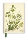 Rbge: Charlotte Cowan Pearson: Stitchworts, Woodruff and Pepperwort