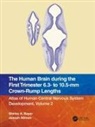 Joseph Altman, Altman Joseph, Shirley A. Bayer, Shirley A. Altman Bayer, Bayer Shirley A. - HUMAN BRAIN DURING FIRST TRIMESTE