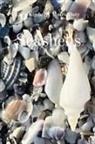 Lady Kimberly Motes Doty - Seashells