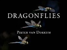 Pieter van Dokkum - Dragonflies