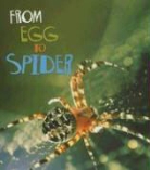 Anita Ganeri - From Egg to Spider