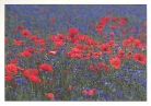 Mohn in Kornblumen