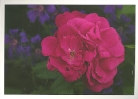 Postkarte BAC759