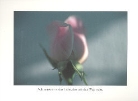 Rose im Morgenlicht