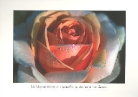 Taubenetzte Rose