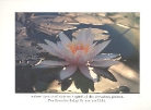 Seerose: Im goldenen Licht