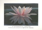 Seerose im Wasserspiegel