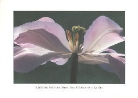 Tulpe im Abendlicht