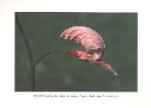 Buchenblatt: Neubeginn