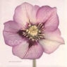 Ron van Dongen, Ron Van Dongen - Bloom