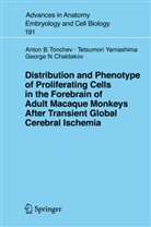 G N Chaldakov, G. N. Chaldakov, G.N. Chaldakov, George N. Chaldakov, A Tonchev, A B Tonchev... - Distribution and Phenotype of Proliferating Cells in the Forebrain of Adult Macaque Monkeys after Transient Global Cerebral Ischemia