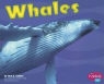 Carol K. Lindeen - Whales