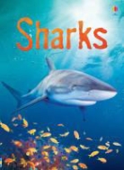 Catriona Clarke, Clarke Catriona, Adam Relf, Relf Adam - Sharks