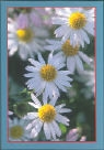 Grusskarten-Kassette. Sommerblumen