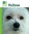Amy Fernandez - Maltese