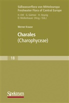 Werner Krause - Süßwasserflora von Mitteleuropa - 18: Charales