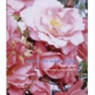 Mark Mattock - Roses For The Smaller Garden