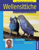 Bernhard Grössle - Wellensittiche
