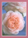 Grusskarten-Kassette. Rosen