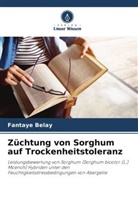 Fantaye Belay - Züchtung von Sorghum auf Trockenheitstoleranz