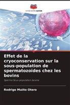 Rodrigo Muiño Otero - Effet de la cryoconservation sur la sous-population de spermatozoïdes chez les bovins