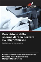 Christiano Demétrio de Lima Ribeiro, Marcelo Maia Pereira, Oswaldo Pinto Ribeiro Filho - Descrizione dello sperma di rana pezzata (L. labyrinthicus)