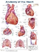 Anatomical Chart Company - Anatomy of the Heart