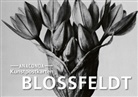 Karl Blossfeldt - Postkarten-Set Blossfeldt