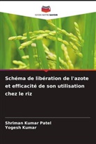 Yogesh Kumar, Shriman Kumar Patel - Schéma de libération de l'azote et efficacité de son utilisation chez le riz
