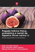 Manuel de Jesús A. Ruiz-Esparza, José Luis Ríos Flores, Luis Gerardo Yañez Chávez - Pegada hídrica física, económica e social da figueira (ficus carica l.)