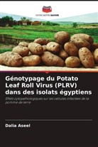 Dalia Aseel - Génotypage du Potato Leaf Roll Virus (PLRV) dans des isolats égyptiens