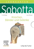 Lars Bräuer - Sobotta Lernkarten Knochen, Bänder und Gelenke