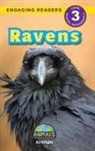 Aj Knight - Ravens