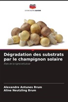 Alexandre Antunes Brum, Aline Neutzling Brum - Dégradation des substrats par le champignon solaire