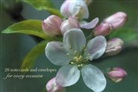 Peony Press - Cardbox of 20 Notecards and Envelopes: Apple Blossom