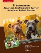 Dirk Kremer - Traumrasse American Staffordshire Terrier