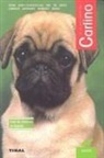 Carlino