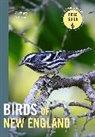 Zach Adams - Birds of New England