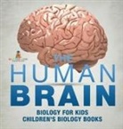 Baby - The Human Brain - Biology for Kids | Children's Biology Books