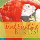Baby - The World's Most Beautiful Birds! Animal Book for Toddlers | Children's Animal Books